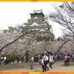 「めちゃめちゃ奇麗」「いい時期に来られた」大阪で桜が満開　開花から１週間で満開も平年より2日遅れ