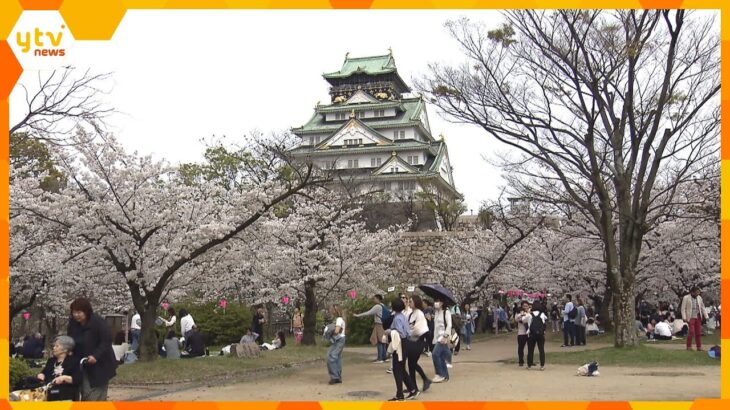 「めちゃめちゃ奇麗」「いい時期に来られた」大阪で桜が満開　開花から１週間で満開も平年より2日遅れ