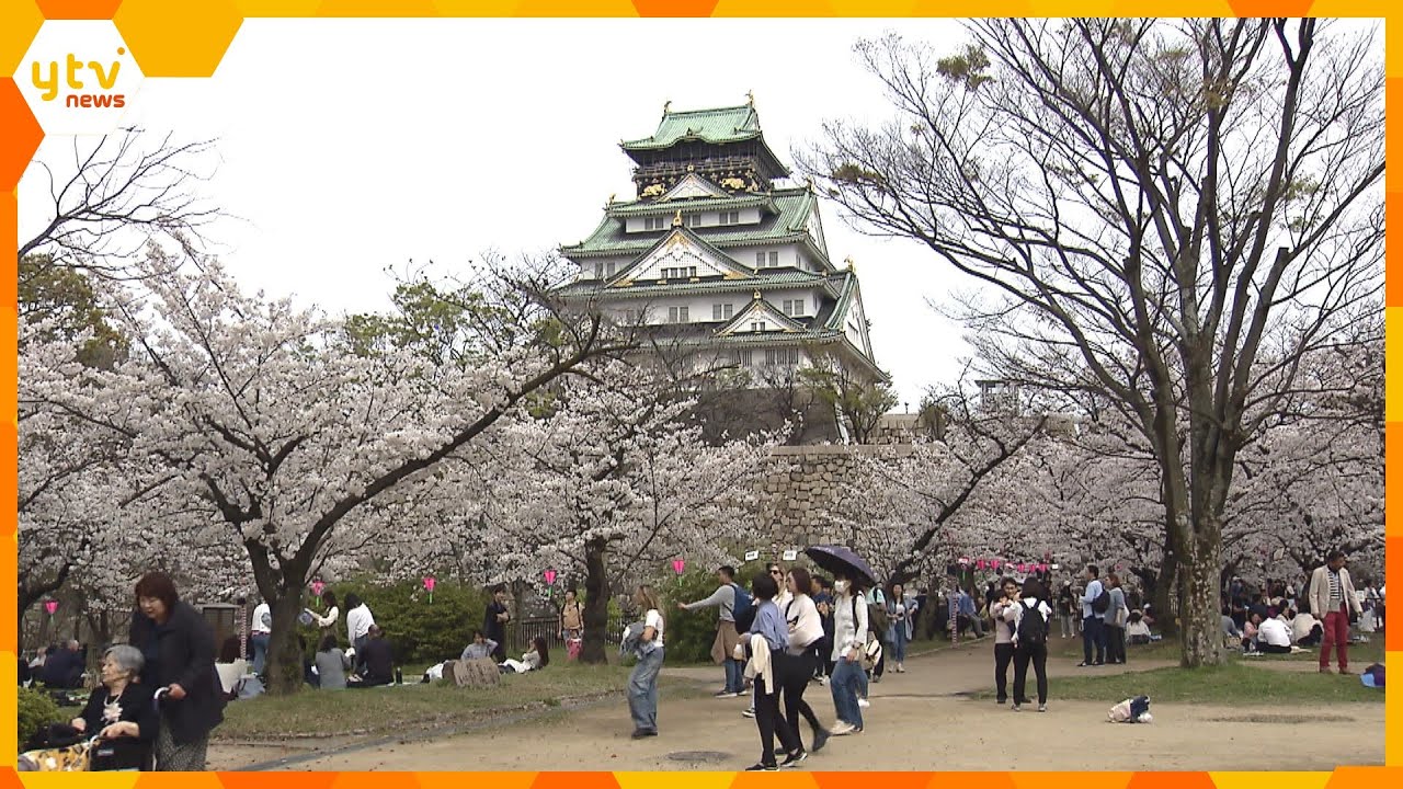 「めちゃめちゃ奇麗」「いい時期に来られた」大阪で桜が満開　開花から１週間で満開も平年より2日遅れ