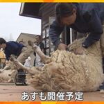 夏を気持ちよく迎えてね！六甲山牧場の羊の毛刈り　約30頭が対象で採れた羊毛は手作り体験教室で使用