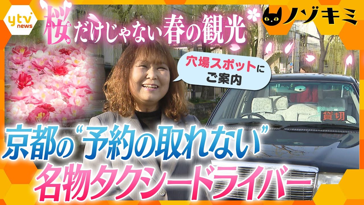 京都観光はおまかせ！名物タクシードライバー　開花遅れでピンチも…桜だけじゃない！絶景穴場スポットにご案内！【かんさい情報ネット ten.特集/ノゾキミ】