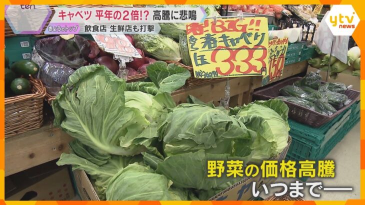 旬の野菜の価格高騰「よう買わん」キャベツは平年の2倍、白菜は3倍に「3月の気温寒く野菜育たず」