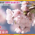 “緑色”の珍しい花も！大阪の春の風物詩　造幣局の桜の通り抜け　咲き誇る141品種340本の桜