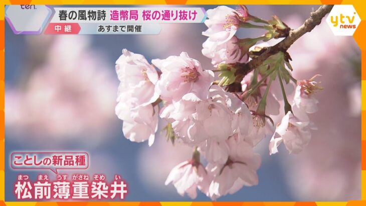 “緑色”の珍しい花も！大阪の春の風物詩　造幣局の桜の通り抜け　咲き誇る141品種340本の桜