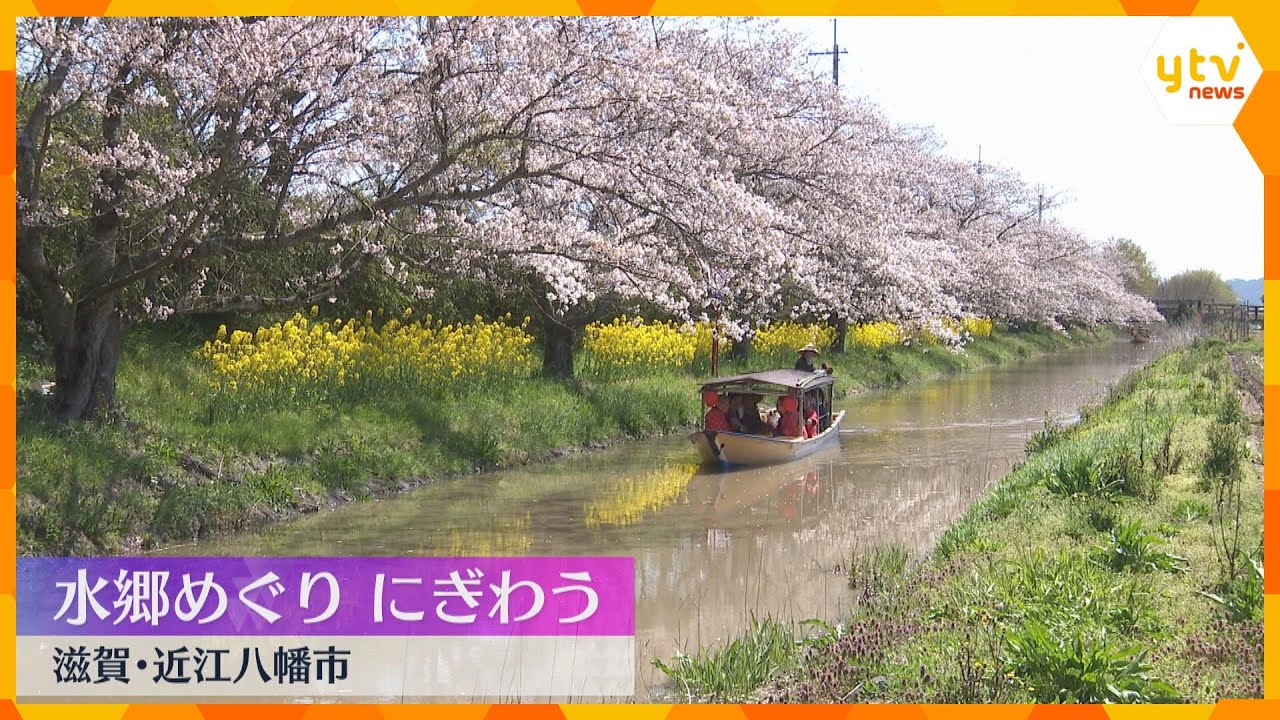 桜と菜の花が競演　手こぎ舟から花見を楽しめる「水郷めぐり」にぎわう　滋賀・近江八幡市