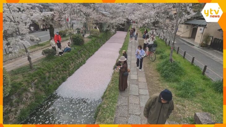 春の終わり感じる景色に「めっちゃ可愛い」散った桜の花びらが水面埋め尽くす『花筏』京都・哲学の道