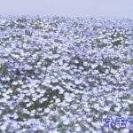 ”青の三重奏”　海と空とネモフィラと…大阪・舞洲　