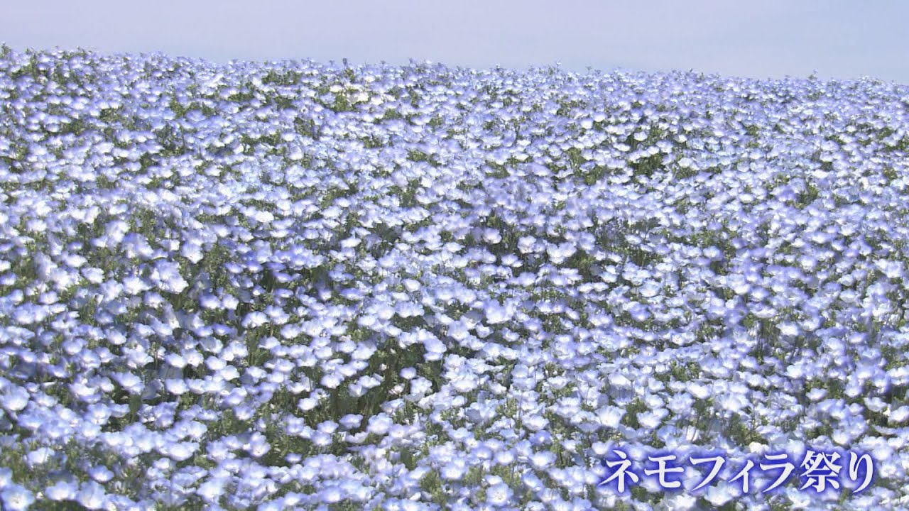 ”青の三重奏”　海と空とネモフィラと…大阪・舞洲　
