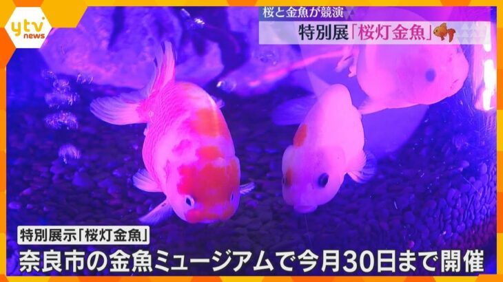 花びらのように泳ぐ幻想的な光景　桜をテーマにした特別展「桜灯金魚」開催　奈良・金魚ミュージアム