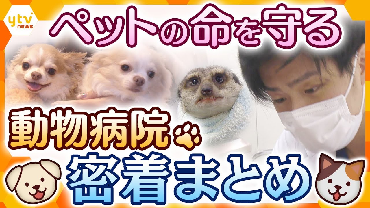 【ライブ配信】動物病院🐶密着まとめ　飼い主とペットの苦しみを取り除く…マッスル獣医師・新人獣医師の日々