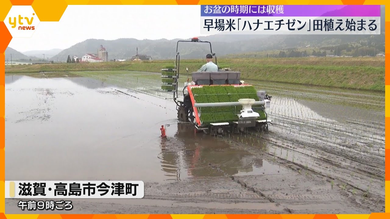 ひと足早く田植えスタート！お盆の時期に収穫する早場米「ハナエチゼン」有数の産地、滋賀・高島市で