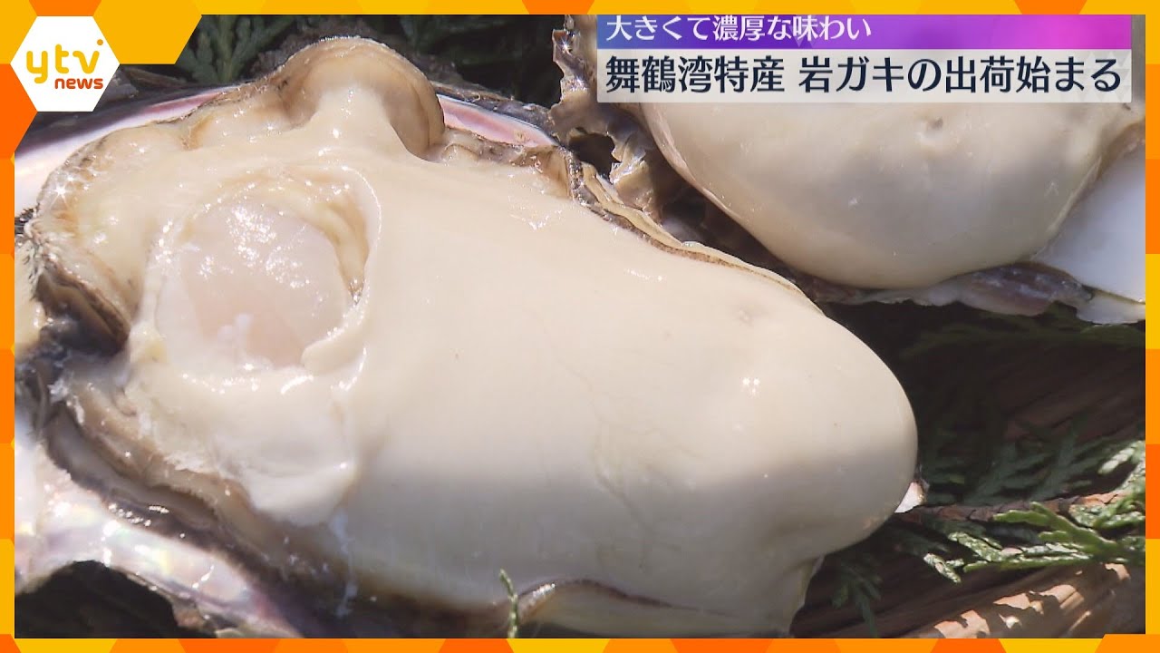大きい身と濃厚な味わいが特徴　舞鶴湾「岩ガキ」出荷始まる　今年はプランクトン豊富で例年より大きく