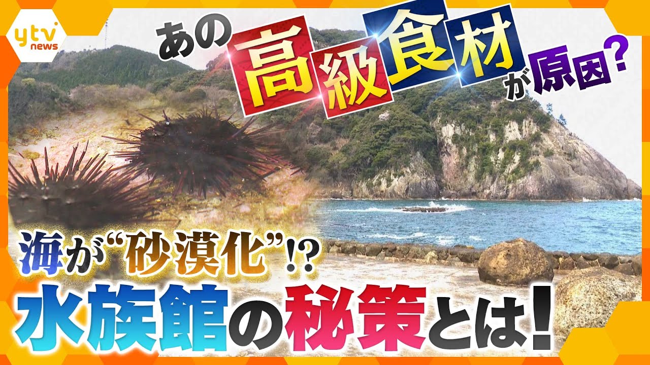 海が“砂漠化”？！原因はあの高級食材！海を蘇らせる城崎マリンワールドの取り組み【かんさい情報ネット ten.特集】