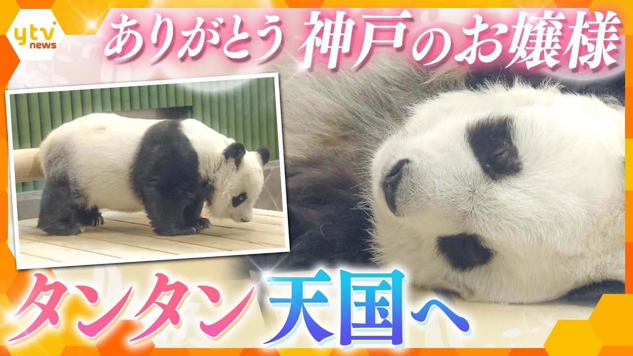 神戸・王子動物園のパンダ「タンタン」天国へ　笑顔を届け続けた24年、波乱に満ちたウラ側も…映像で生涯を振り返る【かんさい情報ネット ten.特集】
