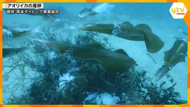 ダイビングスポット串本の海を知って　アオリイカの産卵シーズンを迎え、卵を産む木の枝を海底に設置