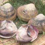初夏の味覚「丹後とり貝」の出荷作業　身が大きく肉厚で甘みがある京都の地域ブランド貝