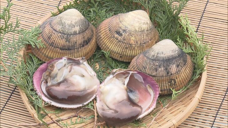 初夏の味覚「丹後とり貝」の出荷作業　身が大きく肉厚で甘みがある京都の地域ブランド貝