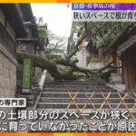 男性教員が大けがをした京都・産寧坂の倒木「狭いスペースで根が十分育っていなかったか」専門家指摘　
