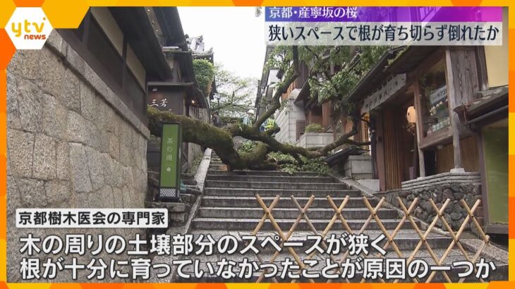 男性教員が大けがをした京都・産寧坂の倒木「狭いスペースで根が十分育っていなかったか」専門家指摘　
