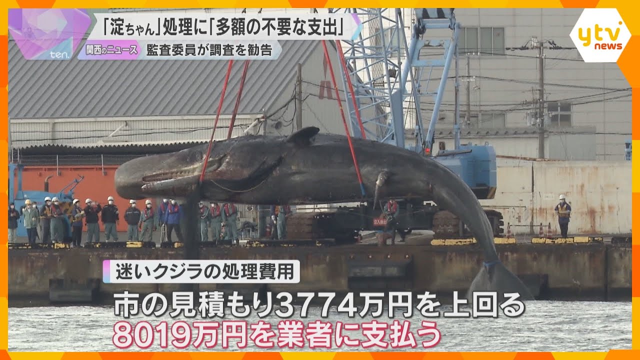 「多額の不要な支出が疑われる」迷いクジラ“淀ちゃん”処理費用8千万円に大阪市の監査委員が調査勧告