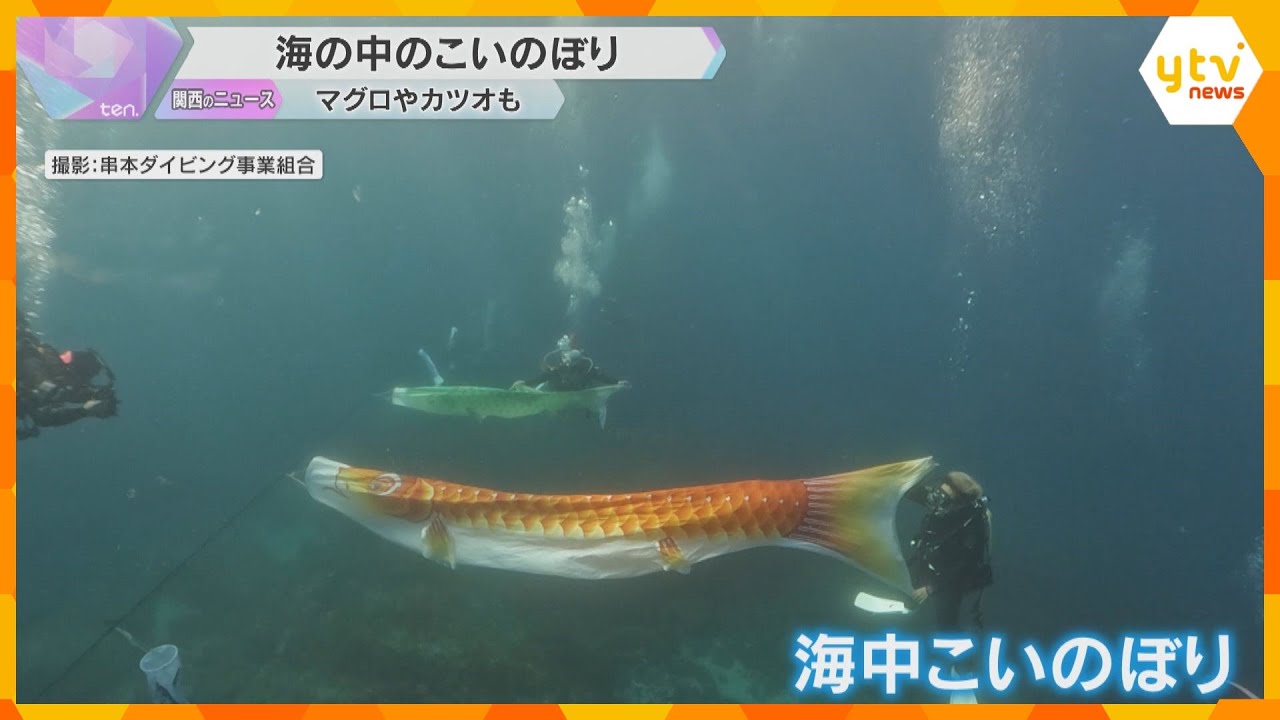 恒例「海中こいのぼり」お目見え「かつおのぼり」「まぐろのぼり」も　こどもの日前に　和歌山・串本町