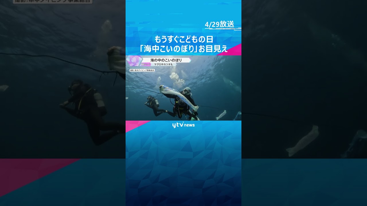 【♪海より深い～？】「こい」だけでなく、「かつおのぼり」も「まぐろもぼりも」が、“泳ぐ”海　#shorts #読売テレビニュース