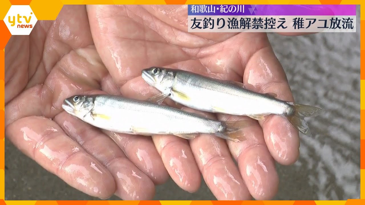 紀の川に稚アユ8万匹放流　友釣り漁の解禁までに約30万匹、3トンが放流される予定　和歌山
