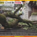 京都・清水寺近くの産寧坂で高さ9ｍの「しだれ桜」の木が倒れる　高校教員の男性が下敷きになり重傷