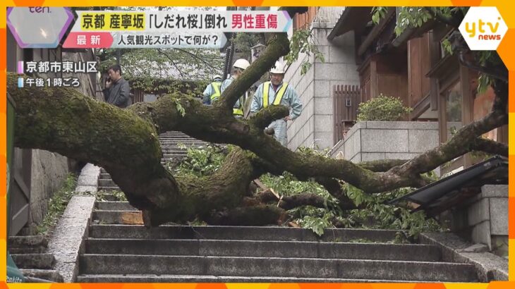 京都・清水寺近くの産寧坂で高さ9ｍの「しだれ桜」の木が倒れる　高校教員の男性が下敷きになり重傷
