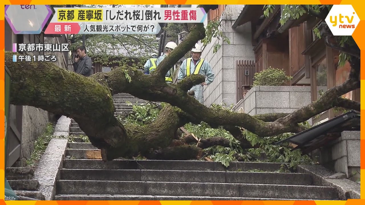 京都・清水寺近くの産寧坂で高さ9ｍの「しだれ桜」の木が倒れる　高校教員の男性が下敷きになり重傷