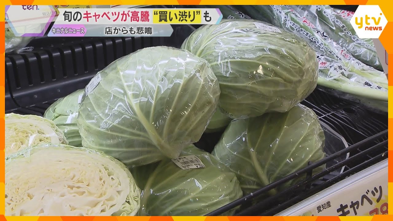 1玉842円！キャベツ高騰「買う人いない」「代わりにレタス」お好み焼き店も量を減らす苦肉の策