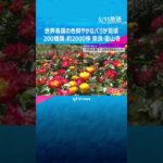 世界のバラ2000株見ごろ　奈良を代表するバラの名所、奈良市の霊山寺では、色とりどりのバラが見ごろを迎えています。#shorts #読売テレビニュース