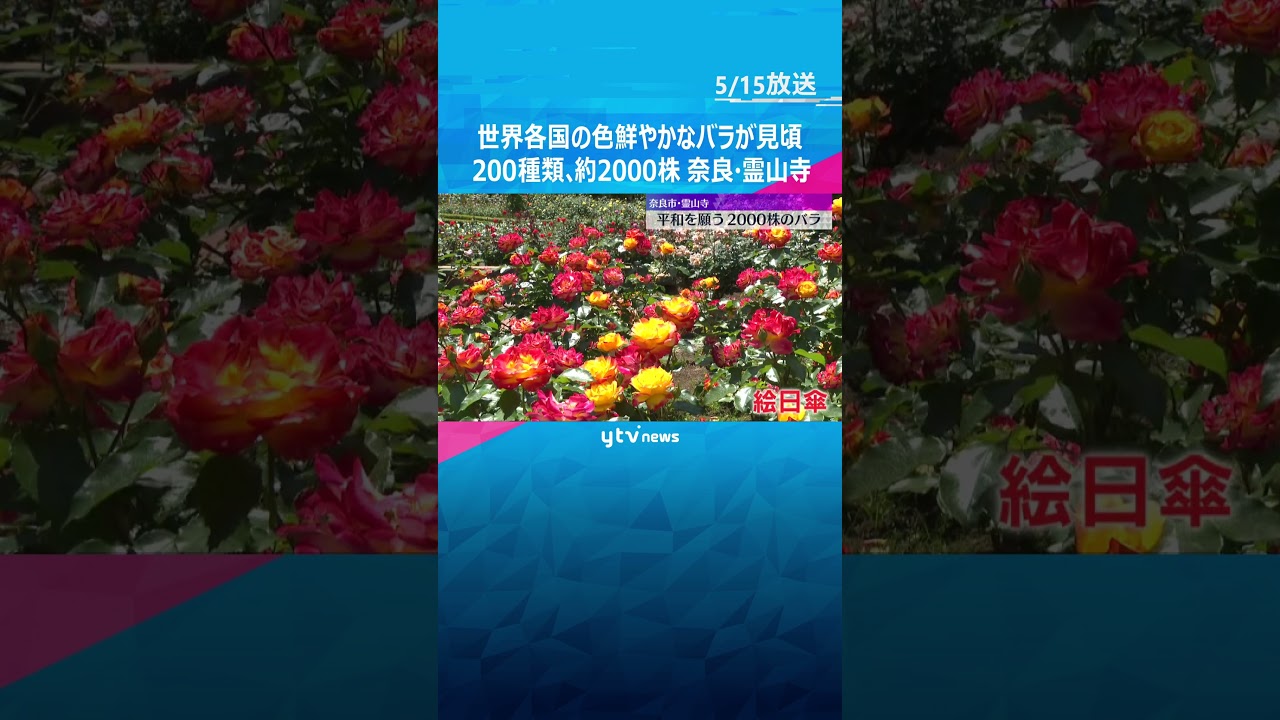 世界のバラ2000株見ごろ　奈良を代表するバラの名所、奈良市の霊山寺では、色とりどりのバラが見ごろを迎えています。#shorts #読売テレビニュース