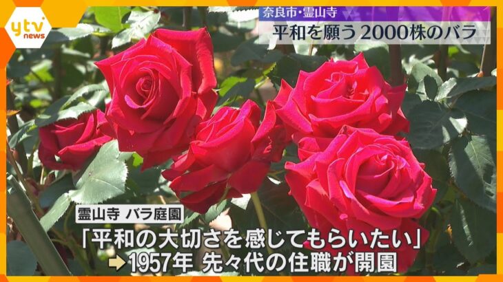 世界各国の色鮮やかなバラが見頃　200種類、約2000株が平和を願い園内に甘い香り…奈良・霊山寺