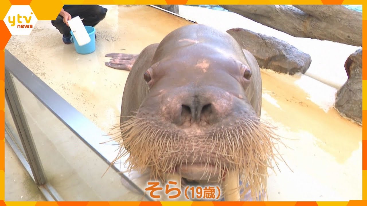 「脂肪がすごくてぷにぷに」体重600キロを超えるセイウチと間近に触れ合うイベント、5年ぶりに開催