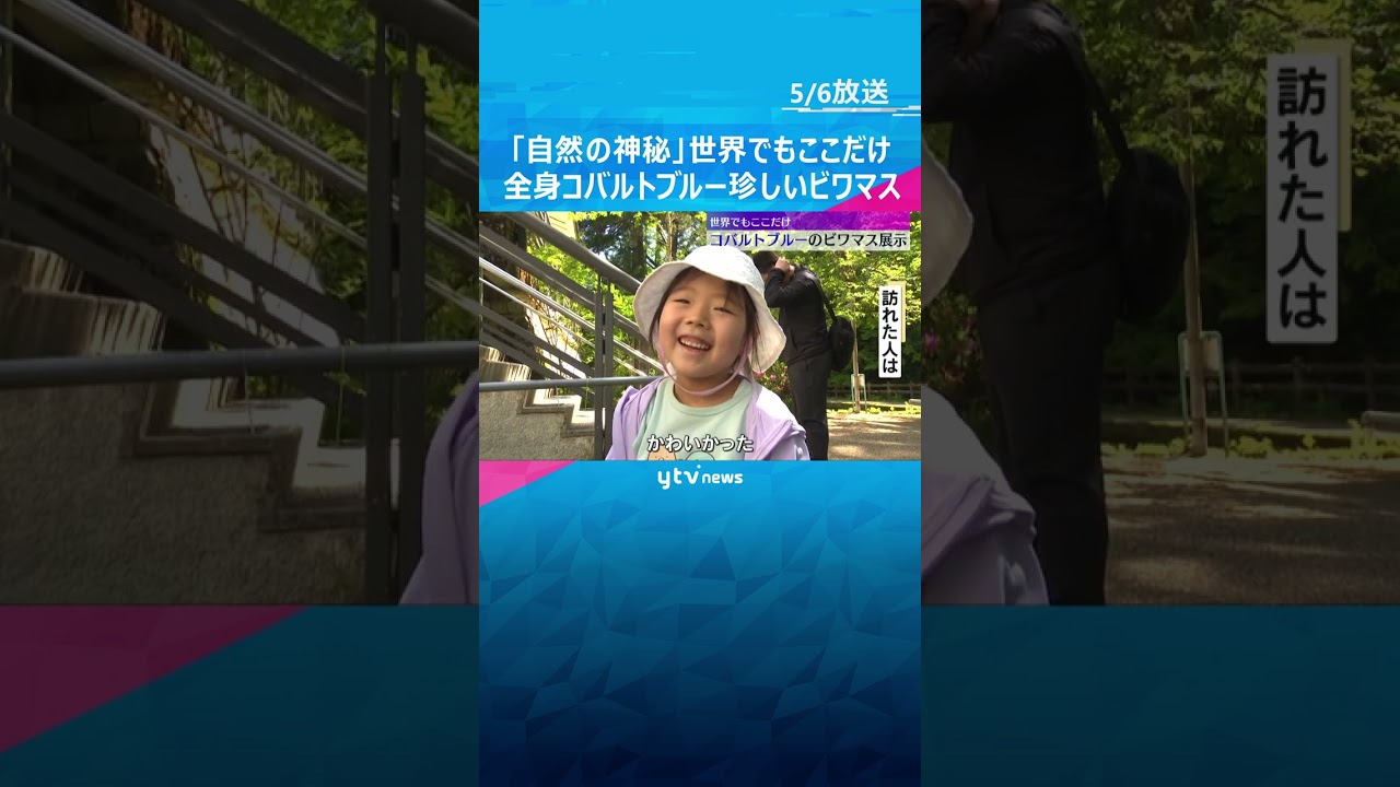 【世界でもここだけ】「自然の神秘」全身コバルトブルーの珍しいビワマス　#shorts #読売テレビニュース