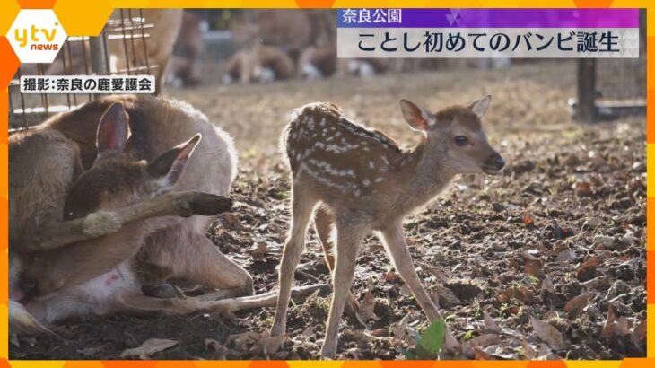 今年第一号バンビ誕生「とてもナイーブ、静かに見守って」奈良公園『鹿苑』で生まれ、7月頃にお披露目