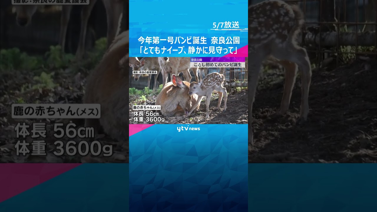 今年第一号バンビ誕生　奈良公園の鹿たちが出産の季節を迎え、今年初めての赤ちゃんが生まれました。#shorts #読売テレビニュース