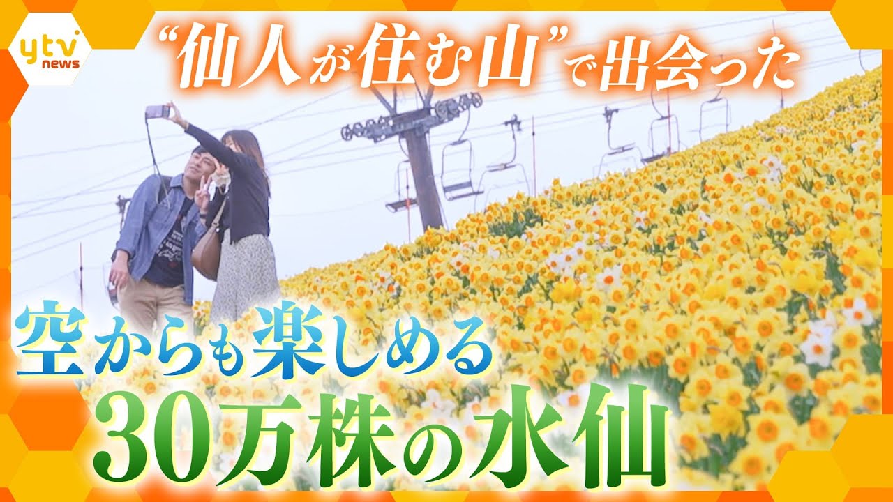 歩いて登ったからこそ“感じる”景色がある―“仙人が住む山”・蓬莱山に咲く30万株の水仙【かんさい情報ネット ten.】