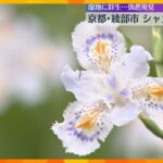 白い花びらに薄紫と黄色の模様「シャガの花」見頃　京都府綾部市に全国有数の群生地　9年前に偶然発見