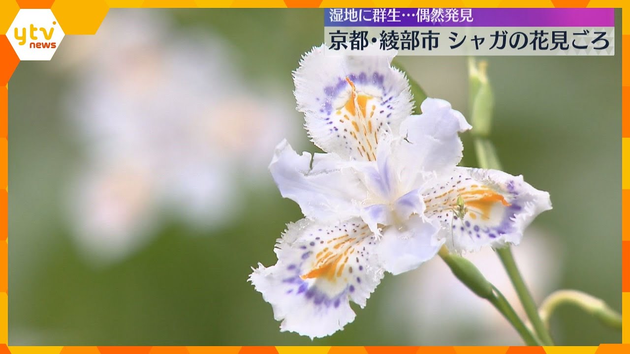白い花びらに薄紫と黄色の模様「シャガの花」見頃　京都府綾部市に全国有数の群生地　9年前に偶然発見