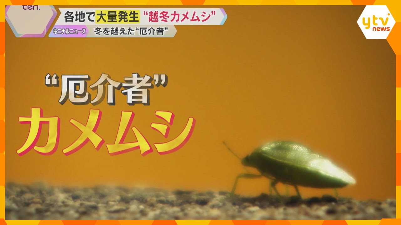 なぜこの時期に？“厄介者”カメムシ大量発生　果樹園など被害続出「越冬できた個体数が非常に多い」