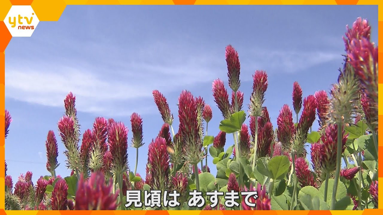 「イチゴみたい、フワフワ」あたり一面鮮やかな赤色に　ストロベリーキャンドル見ごろ　京都・綾部市