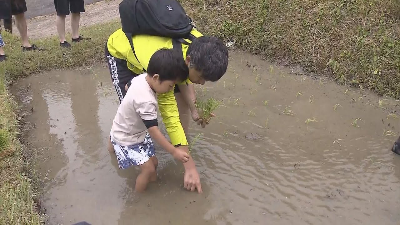 福知山市の「日本の棚田百選」で、親子づれ約５０人が田植えを体験　農家の人に教わり、苗を植える
