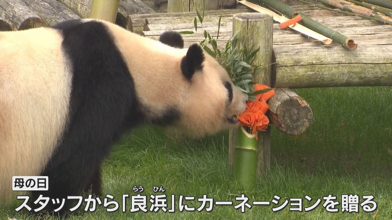 おかあさんパンダ「良浜（らうひん）」に、母の日のプレゼント　タケノコやニンジンで作ったカーネーション