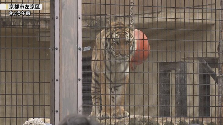 京都市動物園の唯一のトラ、「オク」が最後の勇姿　１３歳のアムールトラで、飼育場の広い富山県の動物園へ