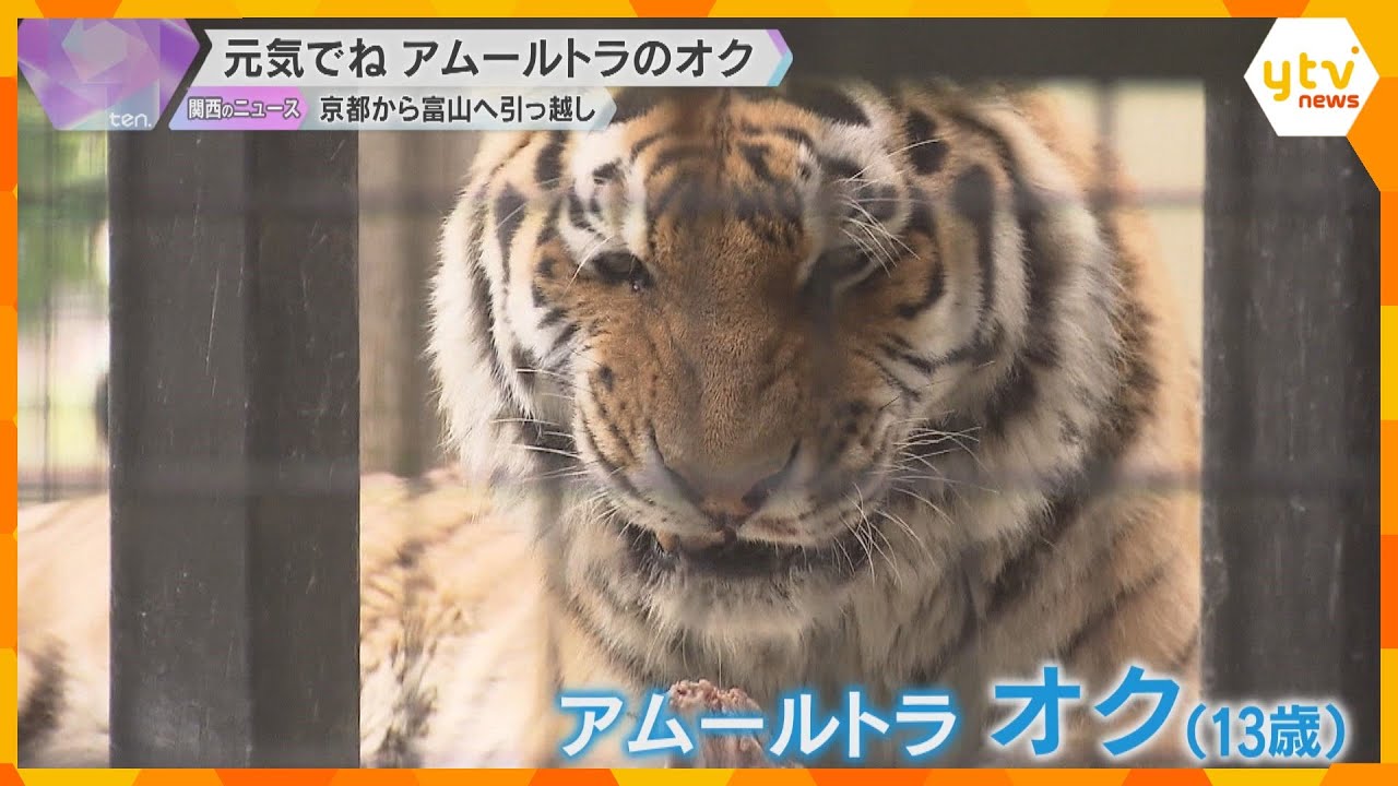 京都の酷暑避け富山へ　人気者のアムールトラ引越し「顔が怖いけどギャップがかわいい」大勢の人が別れ