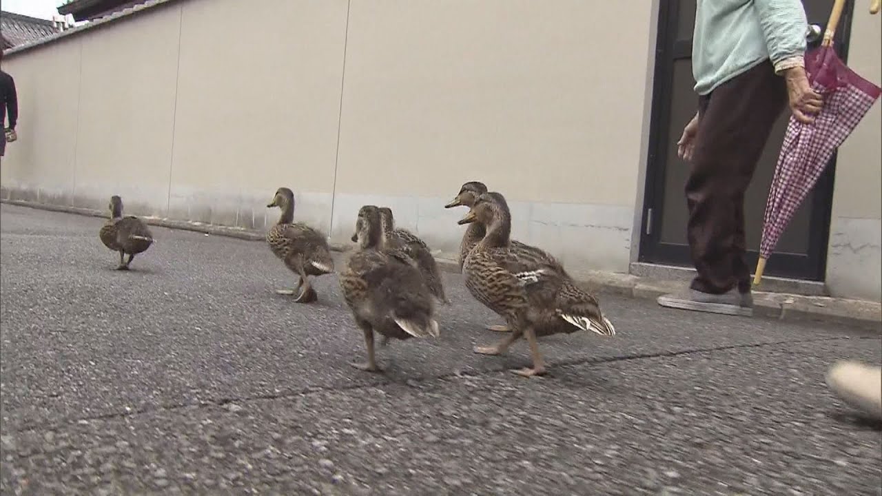 毎年恒例の京都・要法寺のカモ「お引っ越し」始まる　ことしは６羽の子ガモだけで鴨川へ
