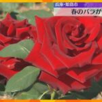 色鮮やかな大輪のバラが見ごろ　姫路ばら園　国内外の750品種、3300株を栽培　兵庫・姫路市