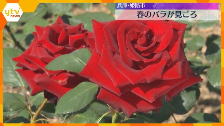 色鮮やかな大輪のバラが見ごろ　姫路ばら園　国内外の750品種、3300株を栽培　兵庫・姫路市